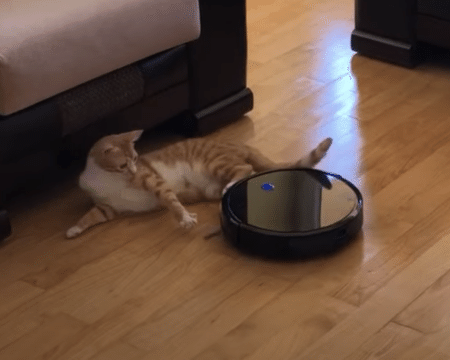 ロボット掃除機にキックする猫、まさかの反撃にびっくり！
