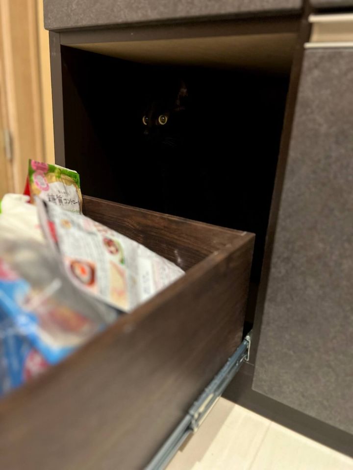 暗闇に紛れた黒猫こねろく君の横顔