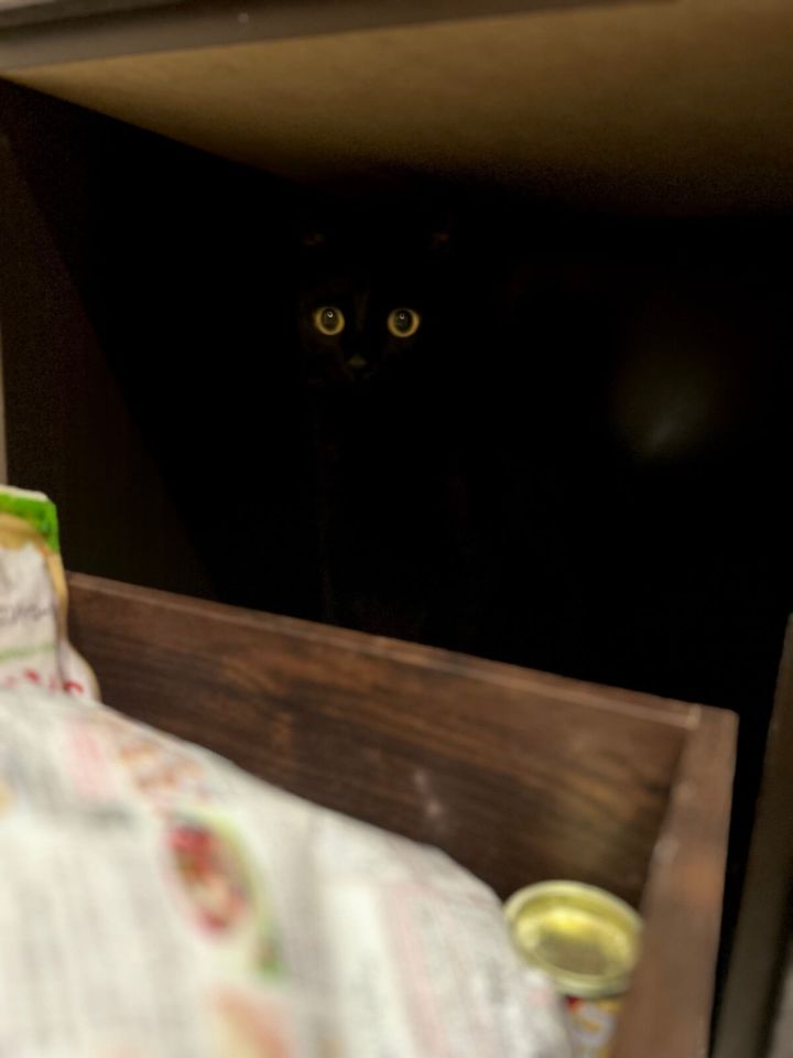 暗闇に紛れた黒猫のこねろく君