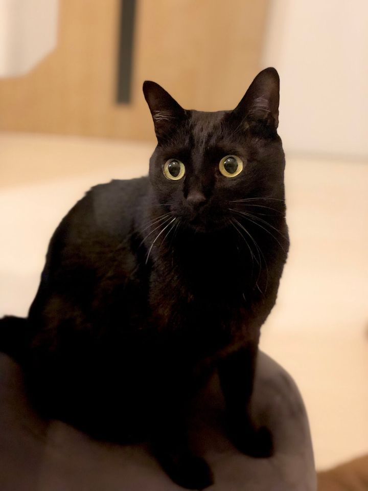 黒猫のこねろく君