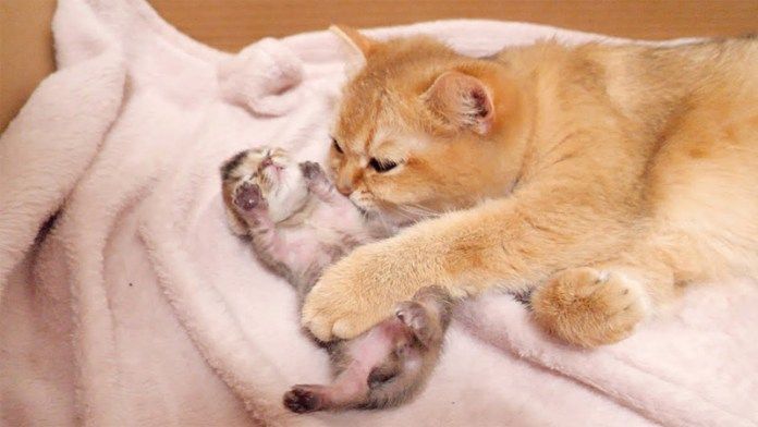 子猫を毛づくろいする母猫