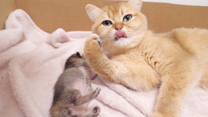 毛づくろいする母猫