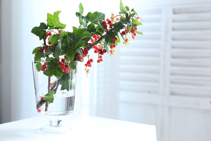 フサスグリのアレンジ