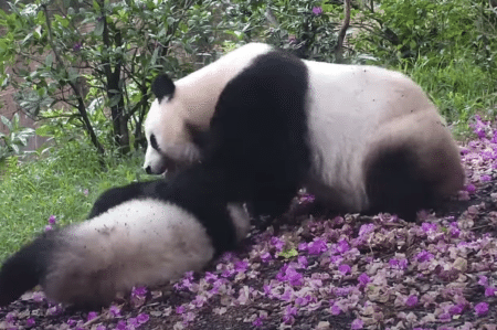 お花の絨毯だ〜♡ ずっと見ていられる可愛いパンダ。