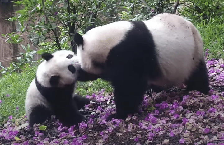 お花の絨毯だ〜♡ ずっと見ていられる可愛いパンダ。