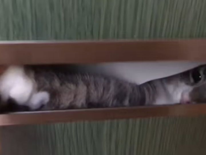 ポストから猫の手…！？