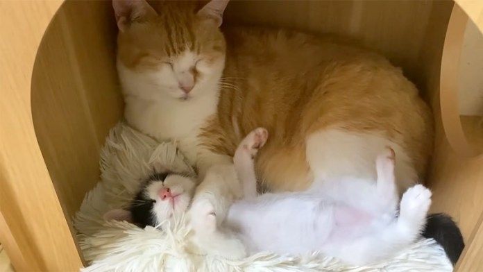 子猫を寝かしつける先住猫