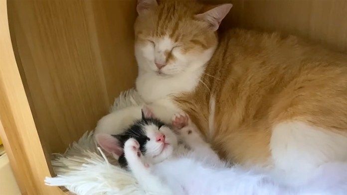 子猫を寝かしつける先住猫