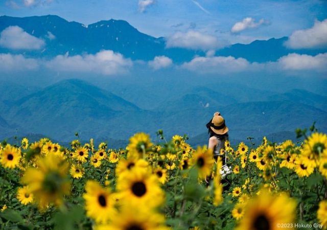 北杜市明野サンフラワーフェス2024