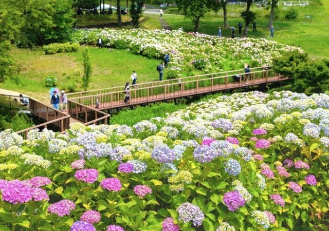 あじさいまつり