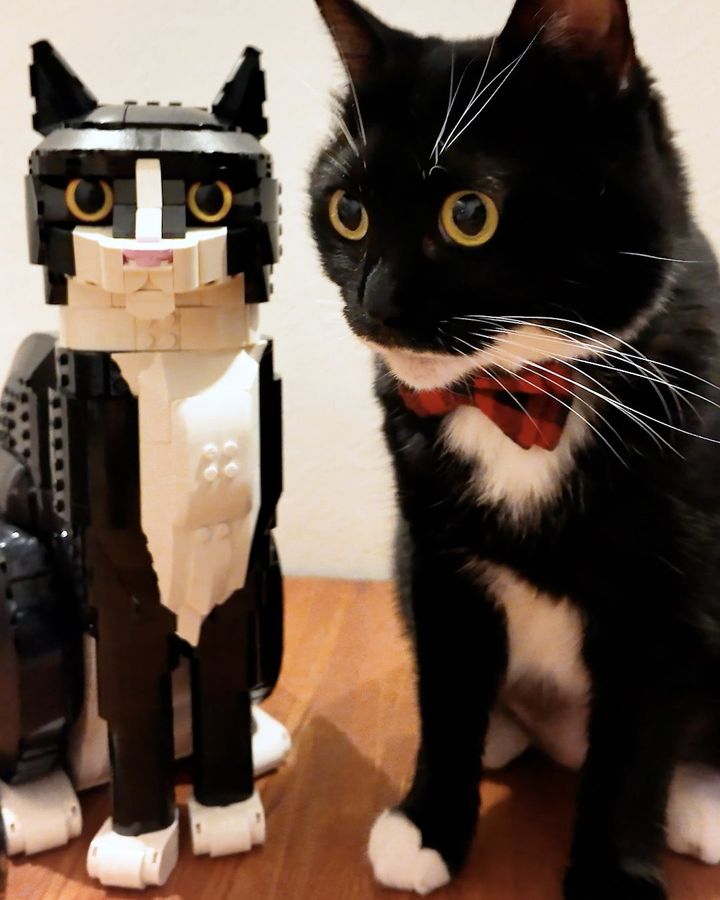 LEGOのタキシードキャットと、本物のタキシードキャット