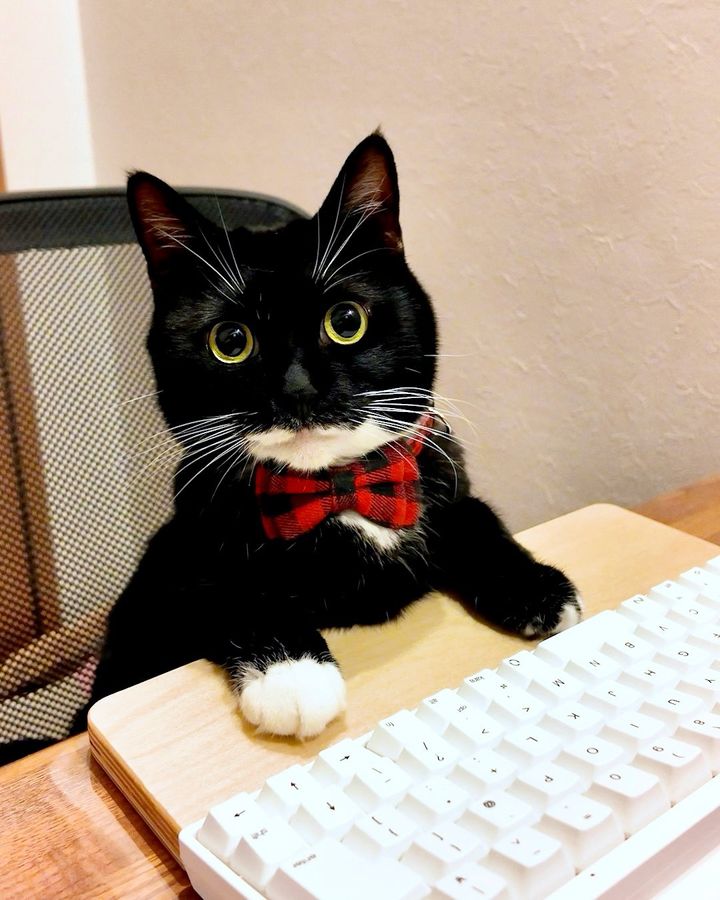 タキシードキャットのララちゃん