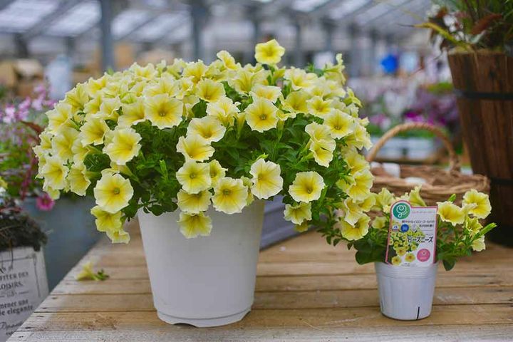 ペチュニア‘ビーズニーズ’