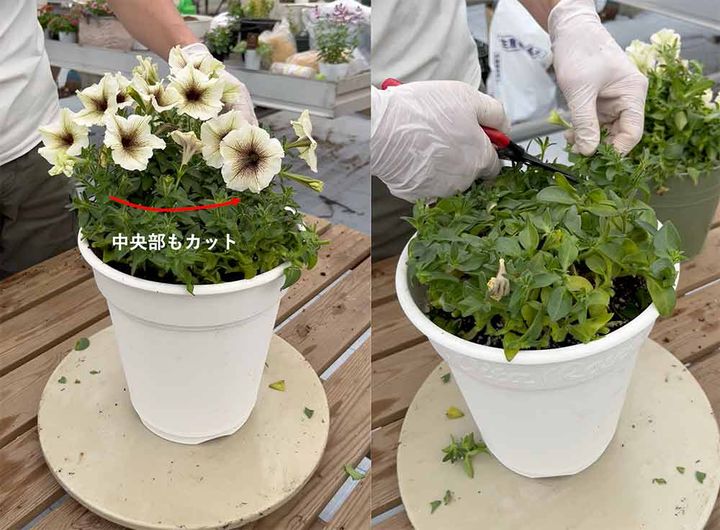 ペチュニアの切り戻し