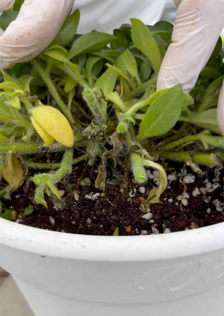 ペチュニアの切り戻し