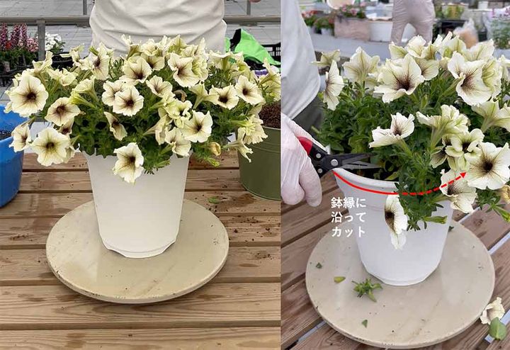 ペチュニアの切り戻し