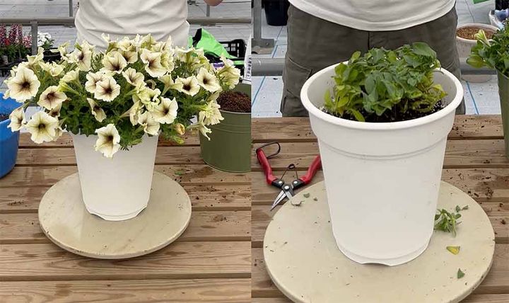 ペチュニアの切り戻し