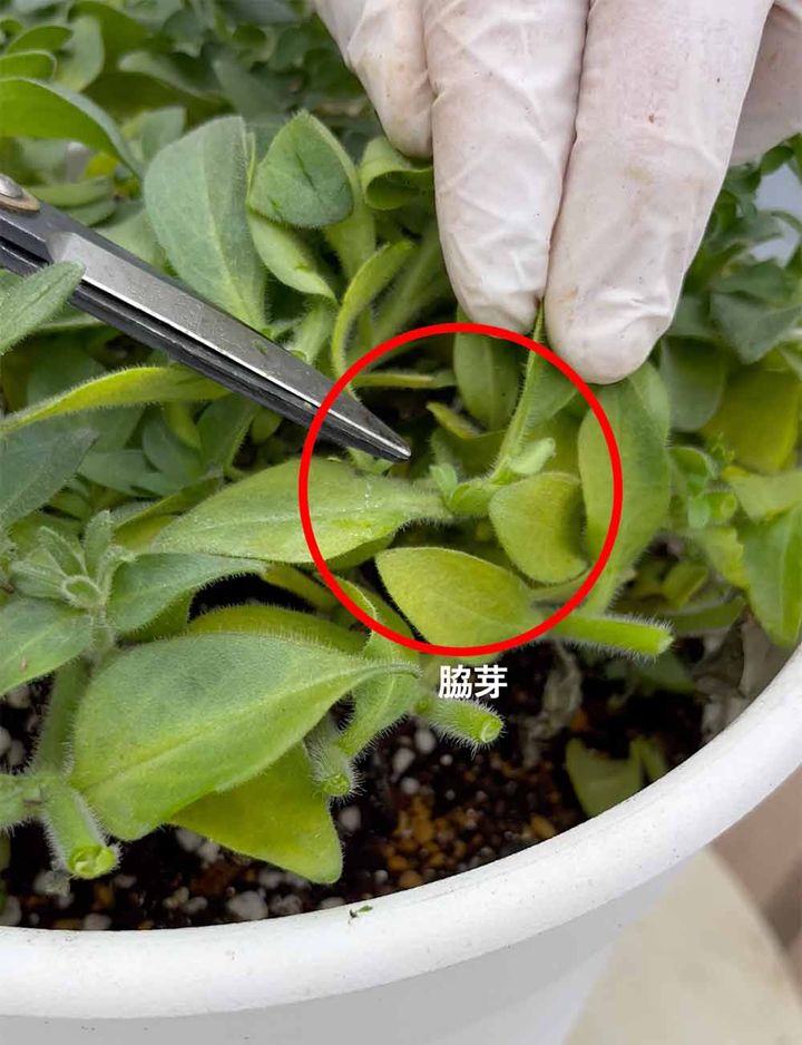 ペチュニアの切り戻し