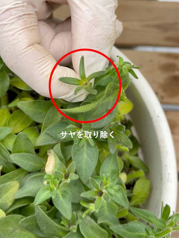 ペチュニアの切り戻し