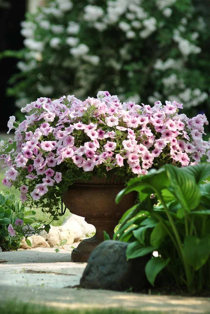 ペチュニア‘ショックウェーブ ピンクベイン’