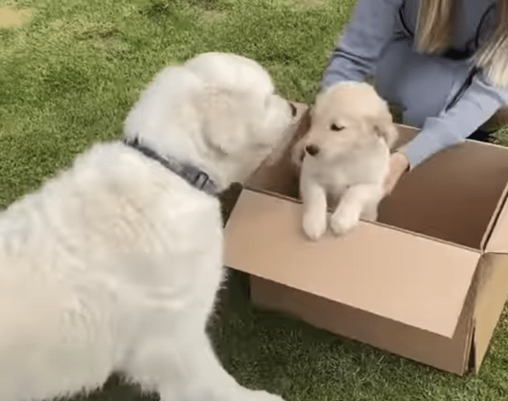 我が家へようこそ！ 新入り子犬をウキウキして出迎える先輩犬。