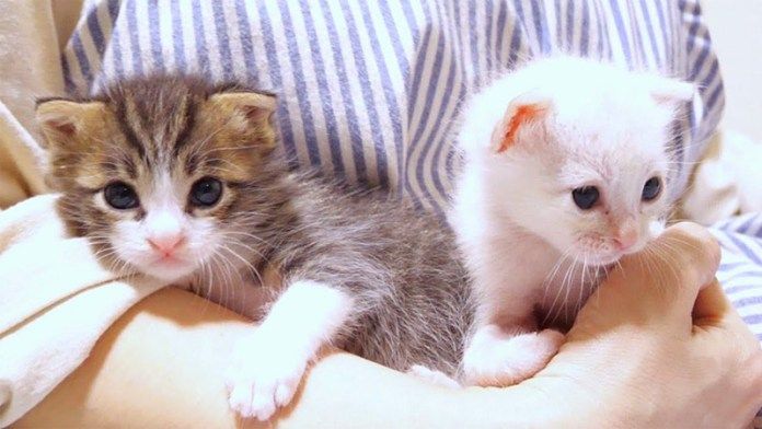 爆音で喉を鳴らす子猫達