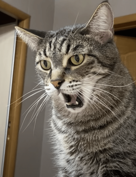 「開いた口が塞がらない」 ってこういう事！ 実際にやって見せてくれる猫さん。