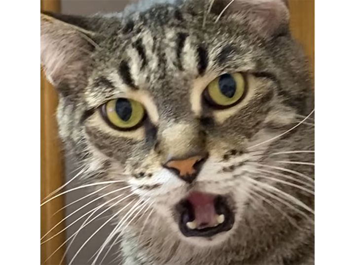 「開いた口が塞がらない」 ってこういう事！ 実際にやって見せてくれる猫さん。