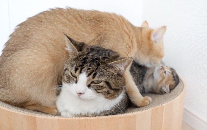 母猫に毛づくろいされる子猫