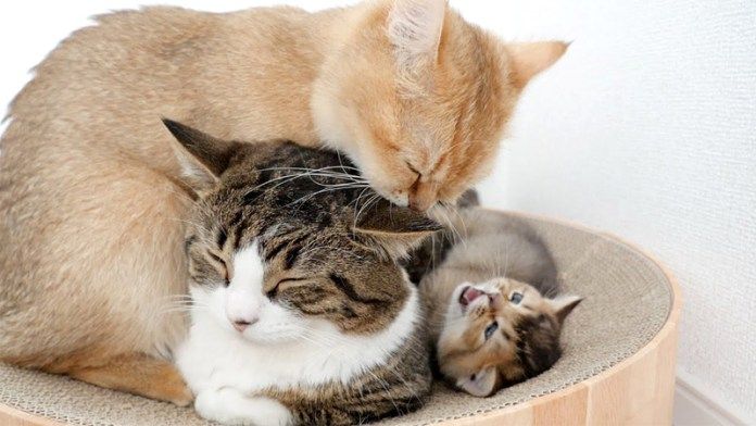 母猫に毛づくろいされる父猫