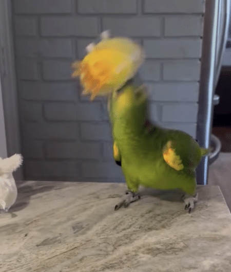 おもちゃ大好きなオウムさん、遊び方が面白すぎる。