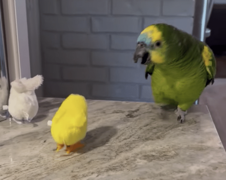 おもちゃ大好きなオウムさん、遊び方が面白すぎる。