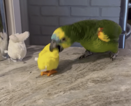 おもちゃ大好きなオウムさん、遊び方が面白すぎる。