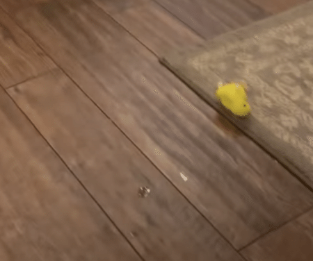 おもちゃ大好きなオウムさん、遊び方が面白すぎる。