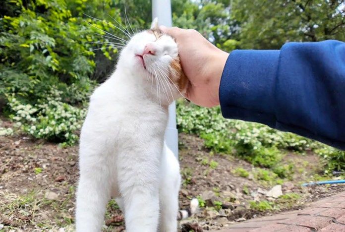 撫でられる猫