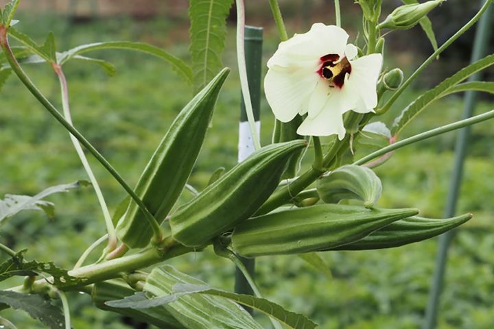 ▲暑さに負けない生命力の強さを感じるオクラ。その栄養を丸ごといただけるのがオクラの魅力。