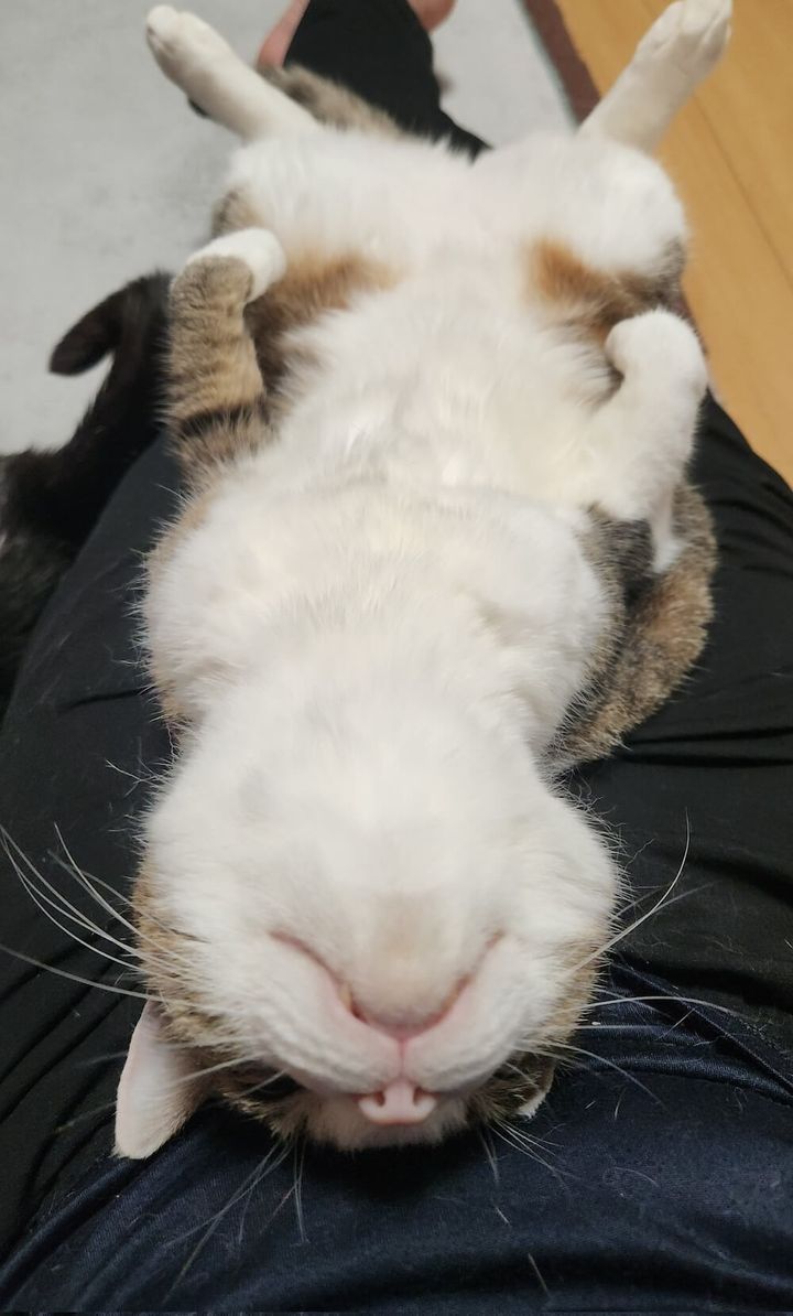 アゴ天して眠るキジ白猫のぽてとちゃん