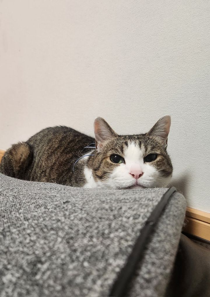 キジ白猫のぽてとちゃん