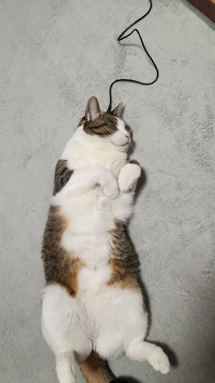 ケーブルで充電されているような格好の猫ちゃん