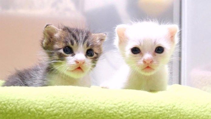 ちょっこりと並んで座る子猫達