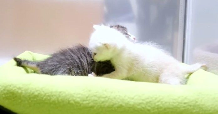 にゃんプロを始めた子猫達