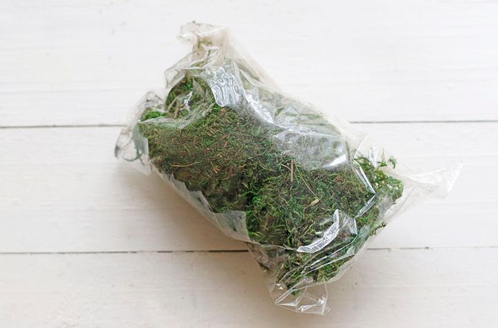 インテリアモス