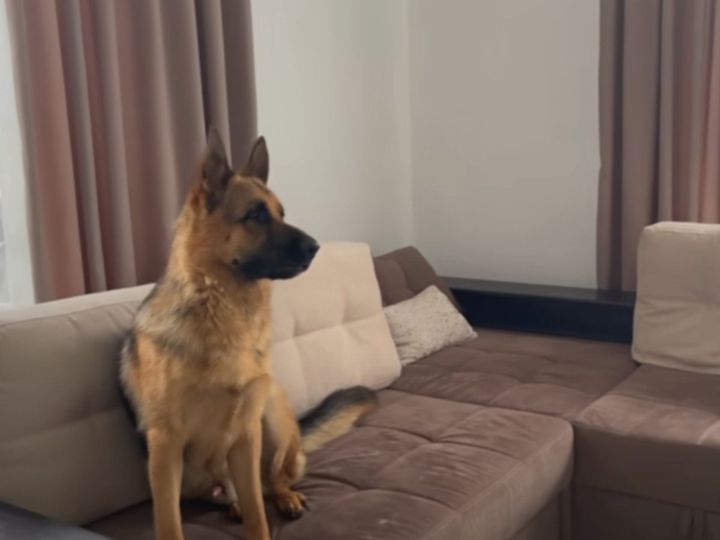 ジャーマンシェパードがソファに座っていると…