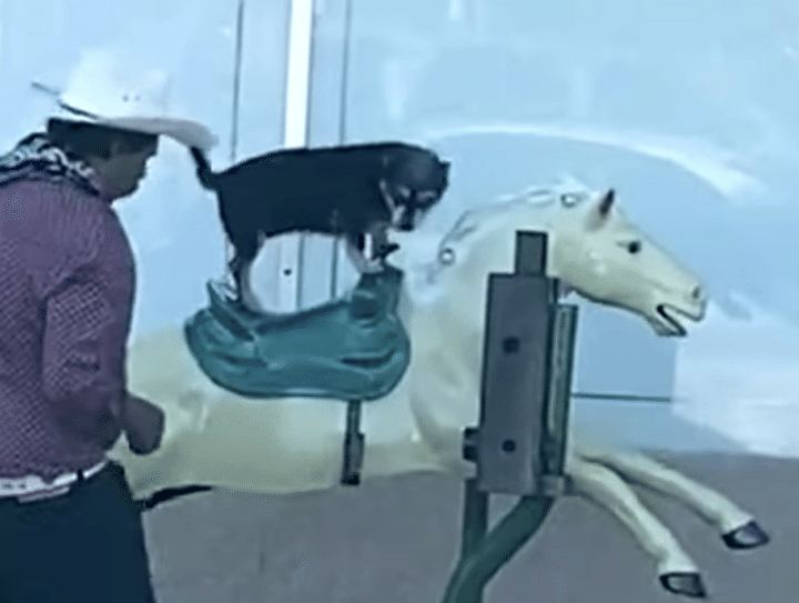 これ、懐かしいよね！ 愛犬を白馬に乗せてあげる飼い主さん♪