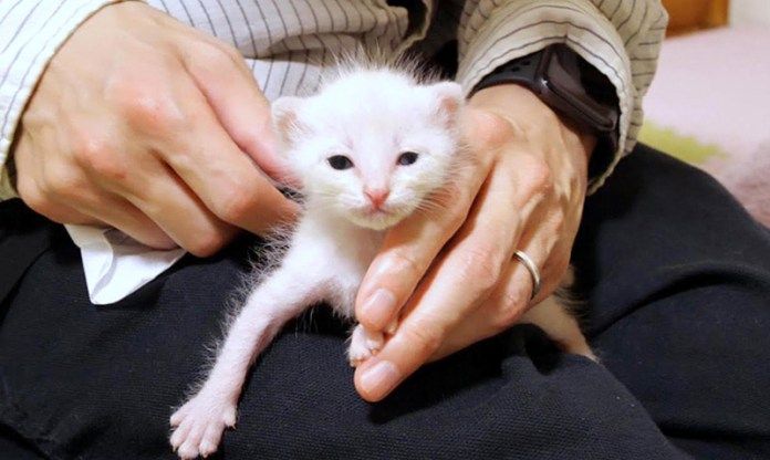 保護された子猫