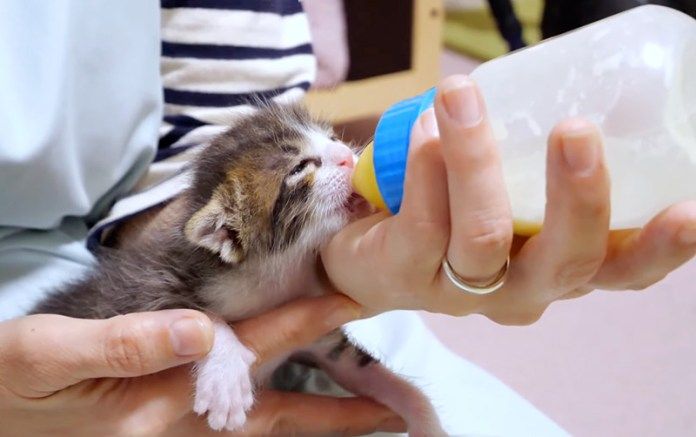 ミルクを飲む子猫