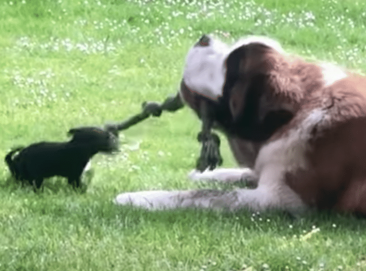 負けないぞー！ 小型犬と大型犬の綱引きにほっこり♡