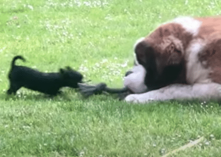 負けないぞー！ 小型犬と大型犬の綱引きにほっこり♡