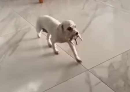 「あのね、産まれたから見てほしいの！」飼い主さんの元へ子犬を連れてきて