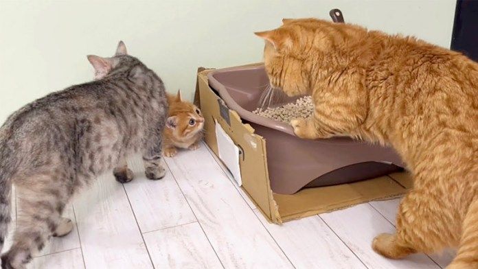 子猫を心配する両親